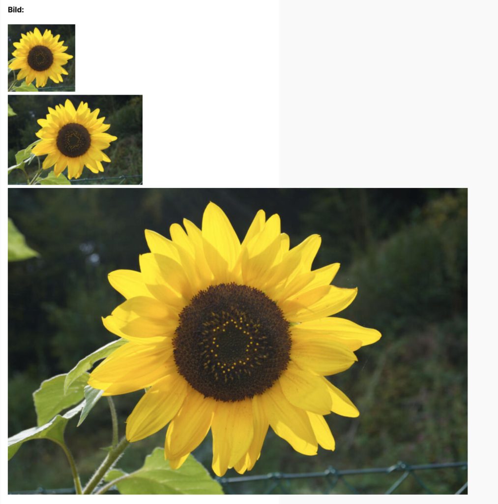 3 Sonnenblumen